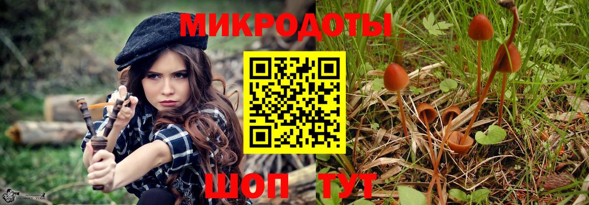 Галлюциногенные грибы Psilocybe Тихвин